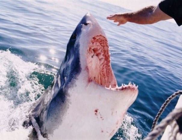 Shark_Cage_Diving_Mossel_Bay